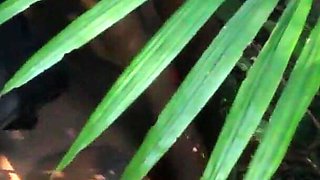 African Lovers in Bush Fucking