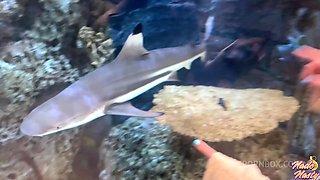 Aliya Brynn Sucks My Cock And Wipes My Ass With Her Tongue