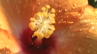 Eve Laurence Fucked Without Hesitation by a Big Wild Stud