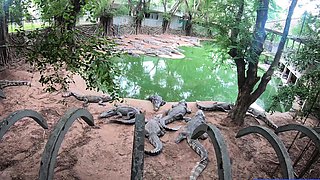 Crocodile feeding and pussy pleasing