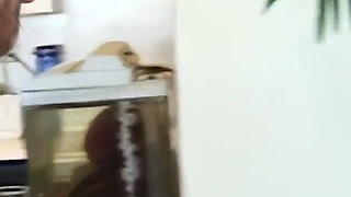 A Pregnant Wife Full of Milk Takes Her Husband's Big Cock!! - (episode #04)