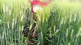 Desi Village Girl Outdoor Fucking in Jungle – School Girl Public Sex Video