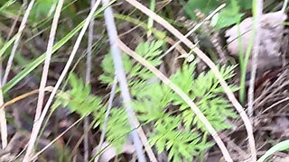 I Ran Into the Bushes