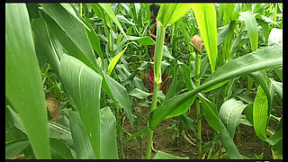 Sister-in-law called me to the field of maize today and sister-in-law sucked my cock and removed the water, then I picked up sister-in-law's two legs and fucked my sister-in-law loudly.
