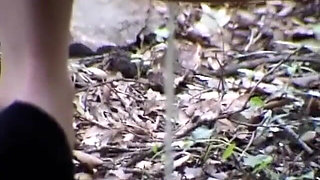 Kitten in outdoor pissing