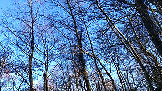 Thick Jacket in the Forest, Nothing Else