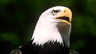 Jemeni loves it Anal Black and Ebony Bukkake Interracial POV