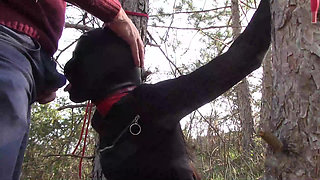 Outdoor sex in the wood. Wearing sexy clothes and high heels, bound, throated and fucked