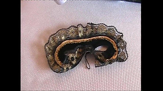 The Secretary Pompinara