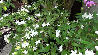 Teen Step Sister Teaches Me How to Have Fun - Selena Love - Family Therapy - Alex Adams