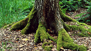 Dyke Deer Lesbian Domination in the Forest with Mushroom Sofi