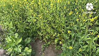 Punjabi bhabhi outdoor sex . Bhabhi fucked in doggy style in n jungle.